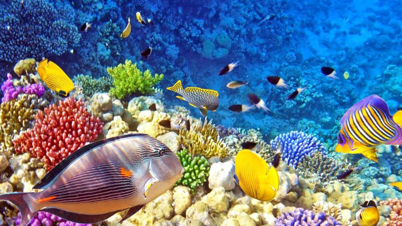 Menyelami Keindahan Laut Raja Ampat: Snorkeling dan Diving